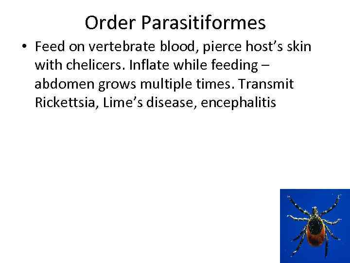 Оrder Parasitiformes • Feed on vertebrate blood, pierce host’s skin with chelicers. Inflate while