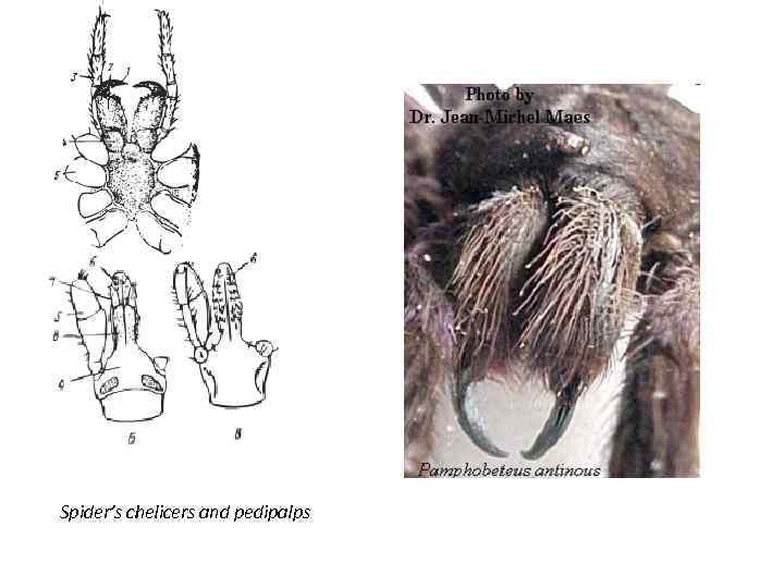 Spider’s chelicers and pedipalps 