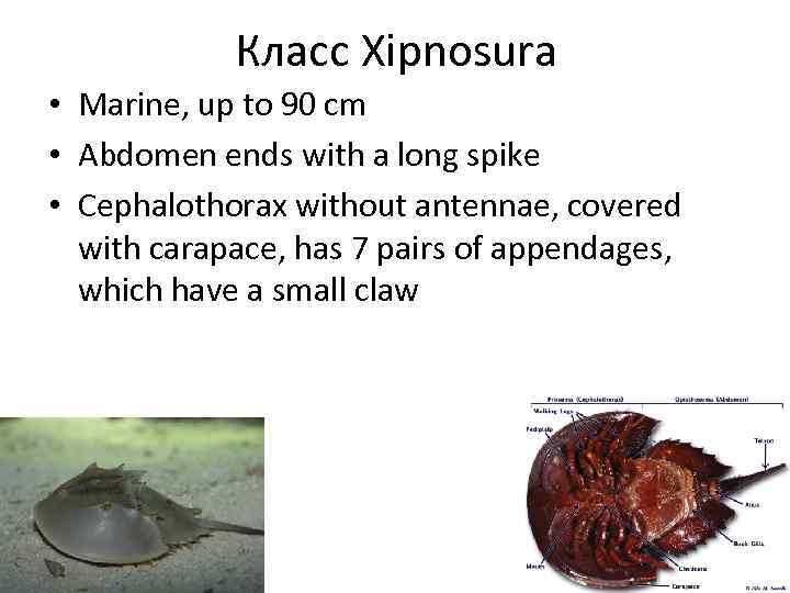 Класс Xipnosura • Marine, up to 90 cm • Abdomen ends with a long