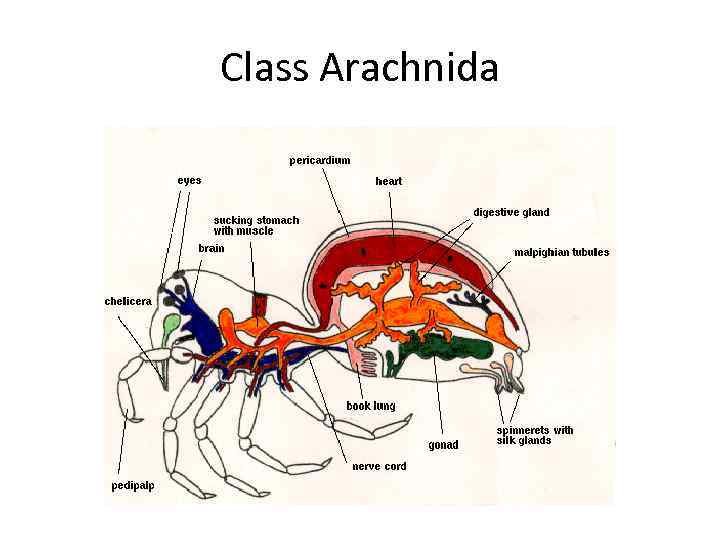 Class Arachnida 