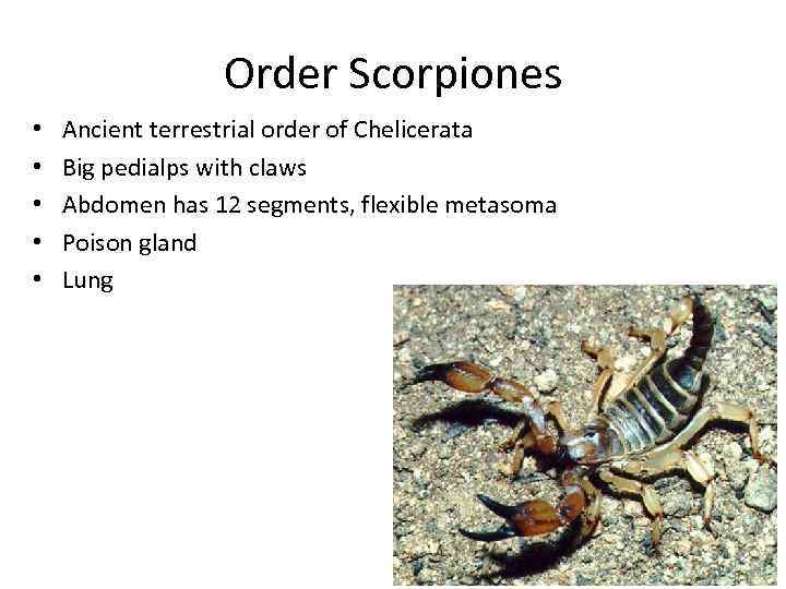 Оrder Scorpiones • • • Ancient terrestrial order of Chelicerata Big pedialps with claws