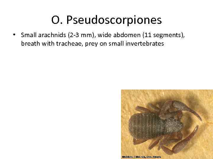 О. Pseudoscorpiones • Small arachnids (2 -3 mm), wide abdomen (11 segments), breath with