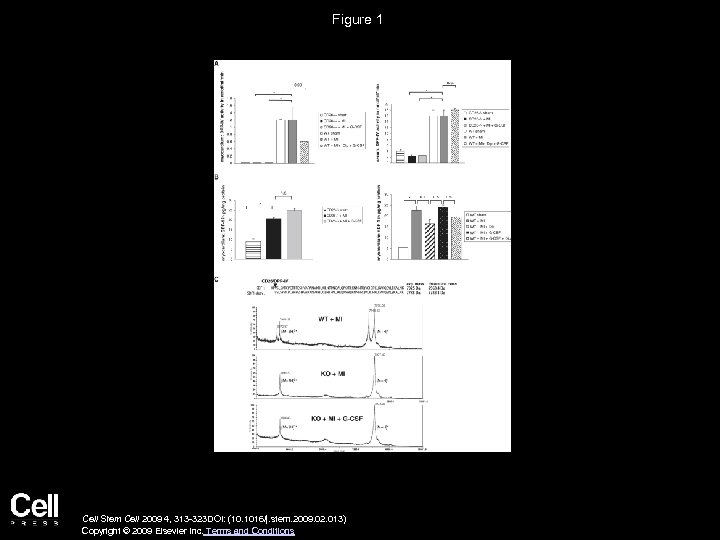 Figure 1 Cell Stem Cell 2009 4, 313 -323 DOI: (10. 1016/j. stem. 2009.
