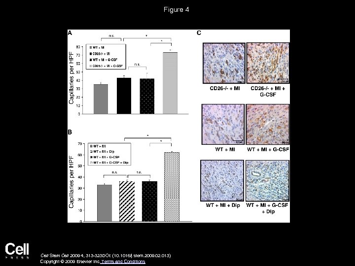 Figure 4 Cell Stem Cell 2009 4, 313 -323 DOI: (10. 1016/j. stem. 2009.