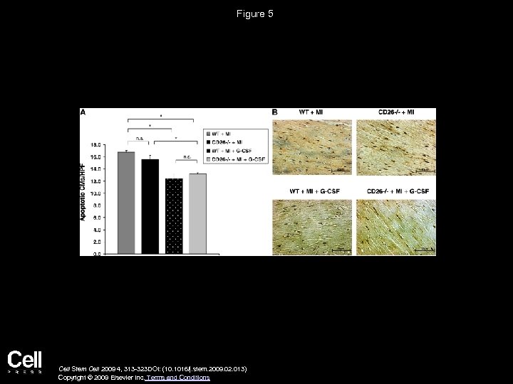 Figure 5 Cell Stem Cell 2009 4, 313 -323 DOI: (10. 1016/j. stem. 2009.
