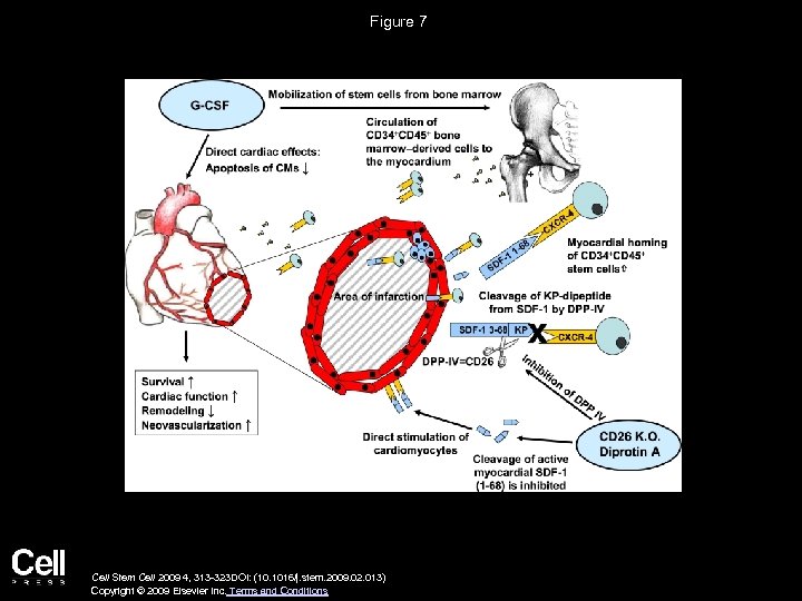 Figure 7 Cell Stem Cell 2009 4, 313 -323 DOI: (10. 1016/j. stem. 2009.