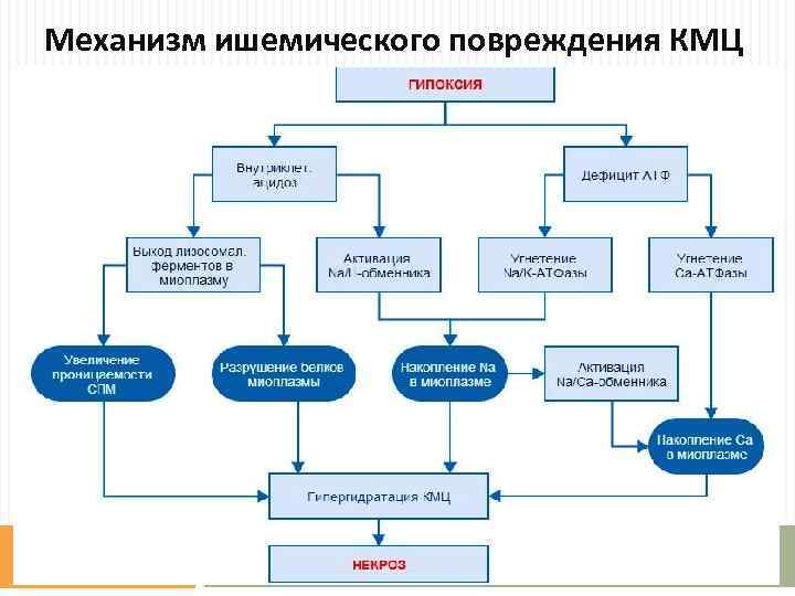 Механизм ишемического повреждения КМЦ 