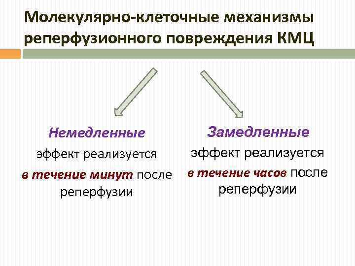 Молекулярно-клеточные механизмы реперфузионного повреждения КМЦ Немедленные Замедленные эффект реализуется в течение минут после реперфузии