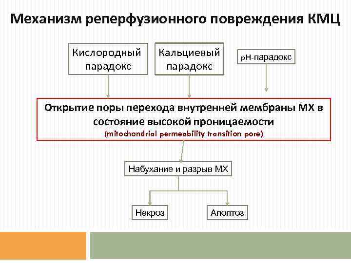 Механизм реперфузионного повреждения КМЦ Кислородный парадокс Кальциевый парадокс p. H-парадокс Открытие поры перехода внутренней