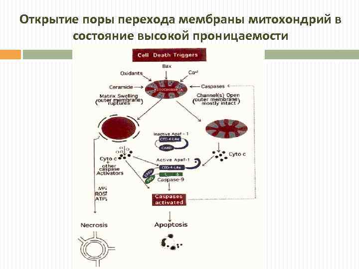 Открытие поры перехода мембраны митохондрий в состояние высокой проницаемости 