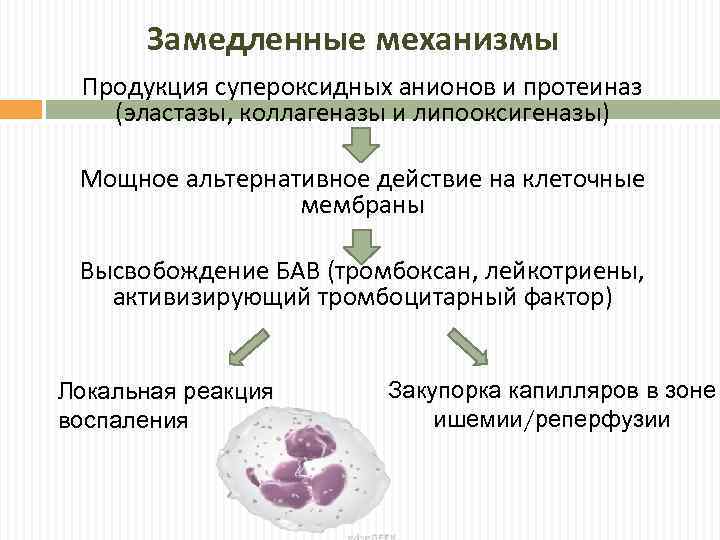 Замедленные механизмы Продукция супероксидных анионов и протеиназ (эластазы, коллагеназы и липооксигеназы) Мощное альтернативное действие