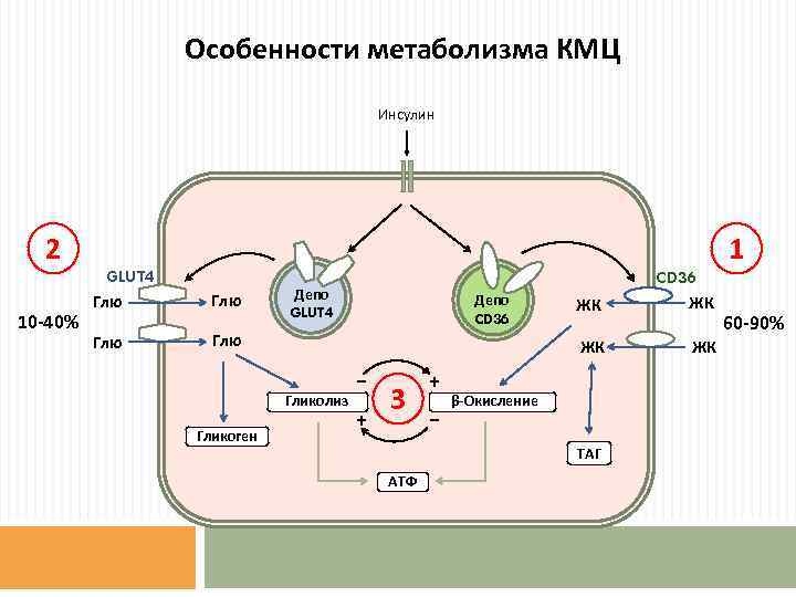 Особенности метаболизма КМЦ Инсулин 2 10 -40% 1 GLUT 4 Глю Глю Гликолиз Гликоген