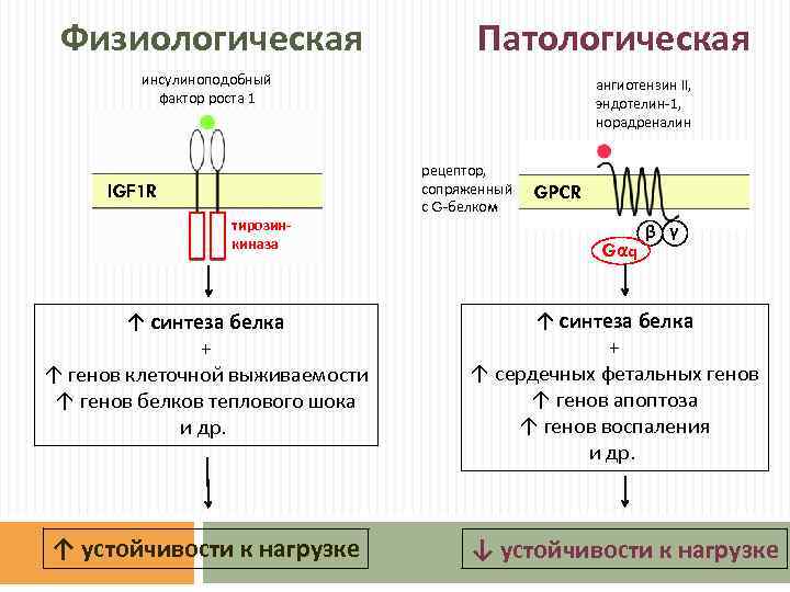 Физиологическая Патологическая инсулиноподобный фактор роста 1 IGF 1 R тирозинкиназа ↑ синтеза белка +