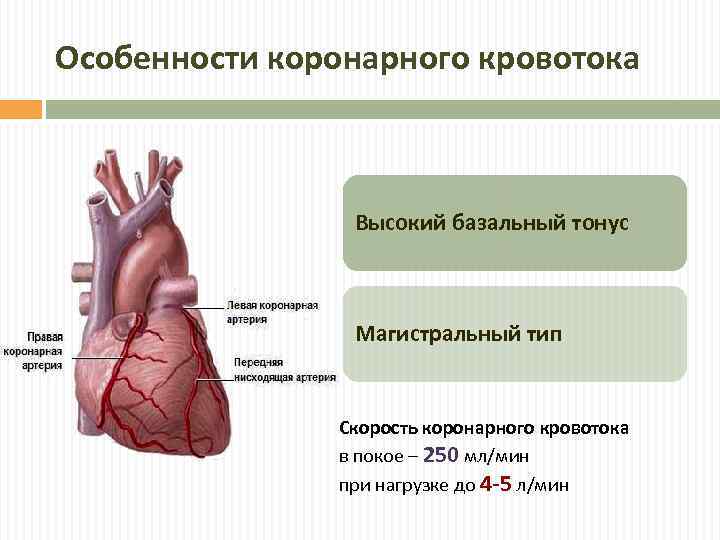 Особенности коронарного кровотока Высокий базальный тонус Магистральный тип Скорость коронарного кровотока в покое –