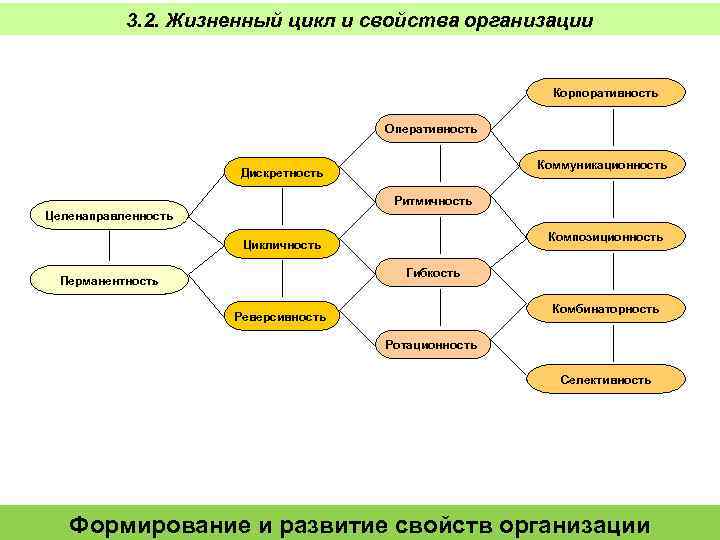 3. 2. Жизненный цикл и свойства организации Корпоративность Оперативность Коммуникационность Дискретность Ритмичность Целенаправленность Композиционность