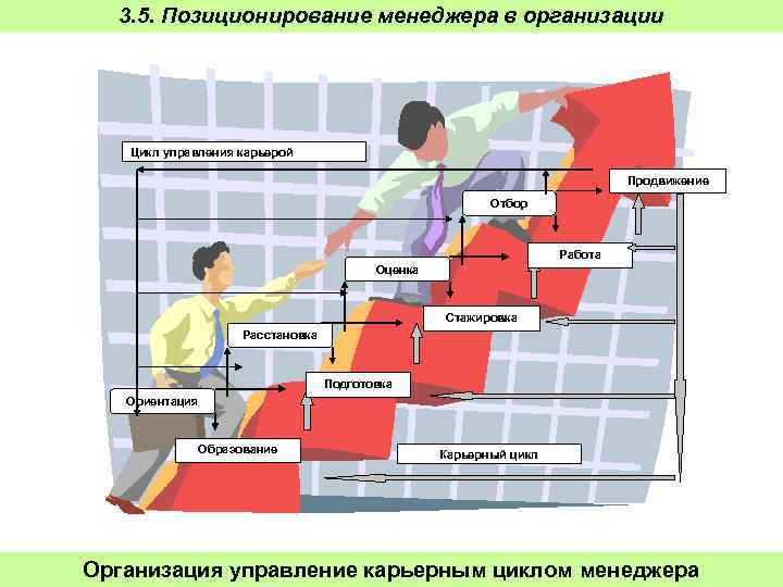 Планирование и управление карьерой. Управление карьерой персонала. Модель организации управления карьерой персонала в организации. План управления карьерой в организации. Карьерный цикл сотрудника.