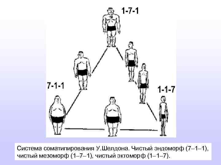 Система соматипирования У. Шелдона. Чистый эндоморф (7– 1– 1), чистый мезоморф (1– 7– 1),