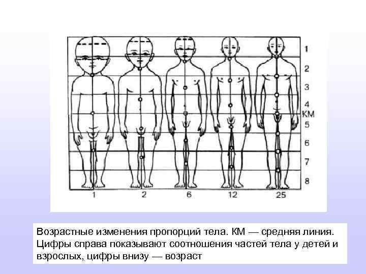 Возрастные изменения пропорций тела. КМ — средняя линия. Цифры справа показывают соотношения частей тела