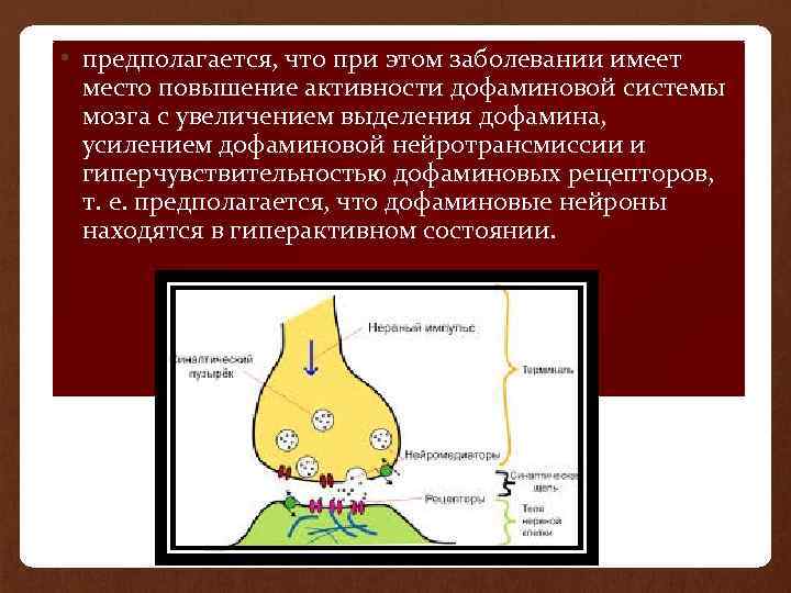 • предполагается, что при этом заболевании имеет место повышение активности дофаминовой системы мозга