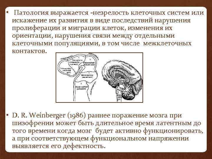  • Патология выражается -незрелость клеточных систем или искажение их развития в виде последствий