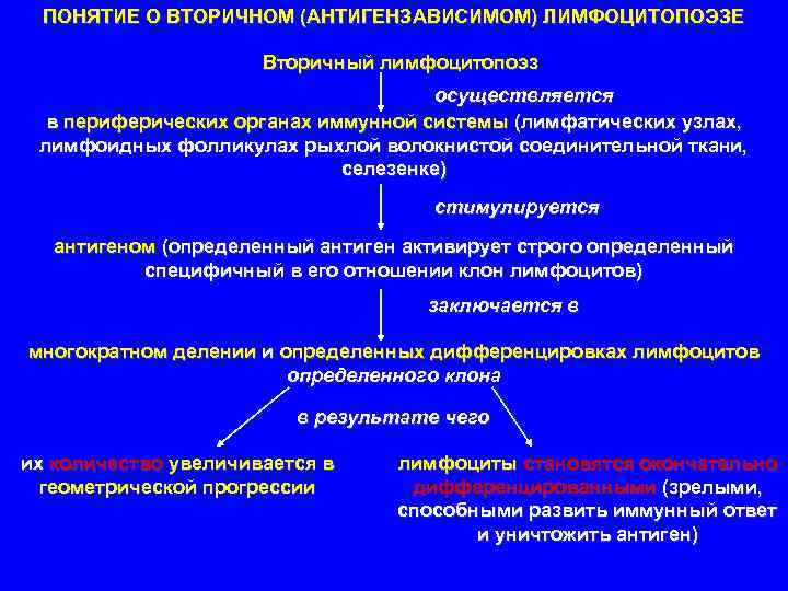 ПОНЯТИЕ О ВТОРИЧНОМ (АНТИГЕНЗАВИСИМОМ) ЛИМФОЦИТОПОЭЗЕ Вторичный лимфоцитопоэз осуществляется в периферических органах иммунной системы (лимфатических