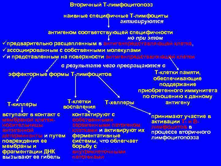 Вторичный Т-лимфоцитопоэз наивные специфичные Т-лимфоциты активируются антигеном соответствующей специфичности но при этом üпредварительно расщепленным