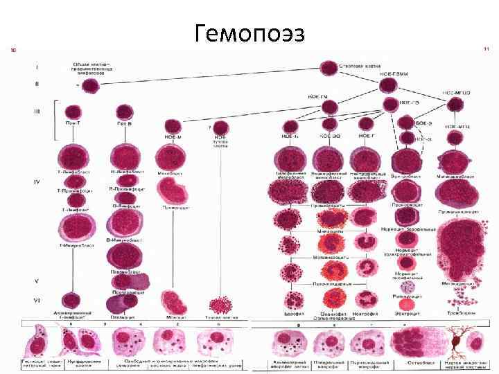 Гемопоэз гистология презентация