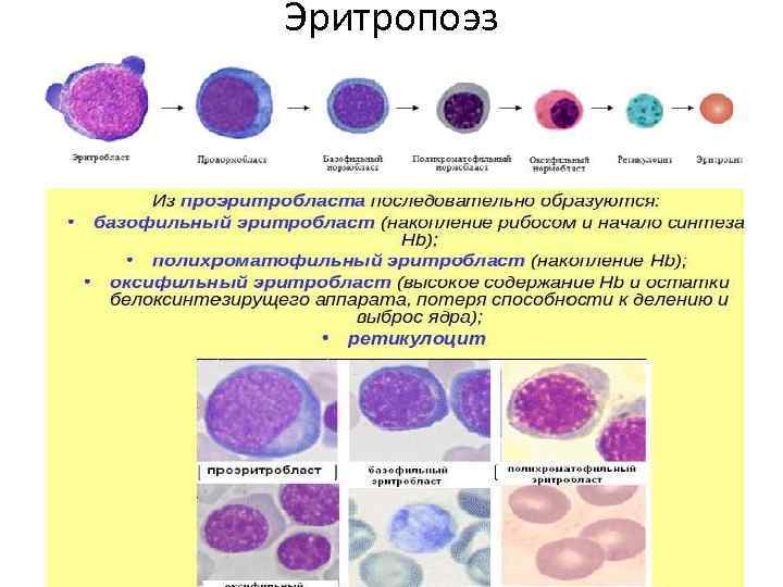 Синтез эритроцитов. Дифференцировка клеток эритропоэза. Гемопоэз гранулоциты. Эритроидный гемопоэз. Мегалобластическая стадия гемопоэза.