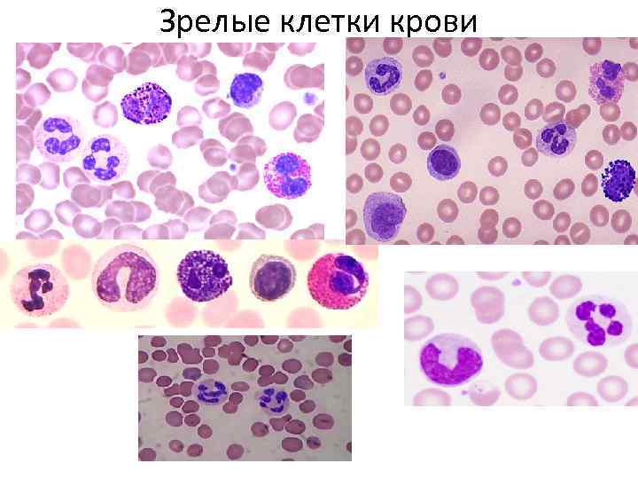 Зрелые клетки. Моноцитопоэз гистология. Зрелые клетки крови. Зрелые клетки крови схема. Зрелые клетки бласты.