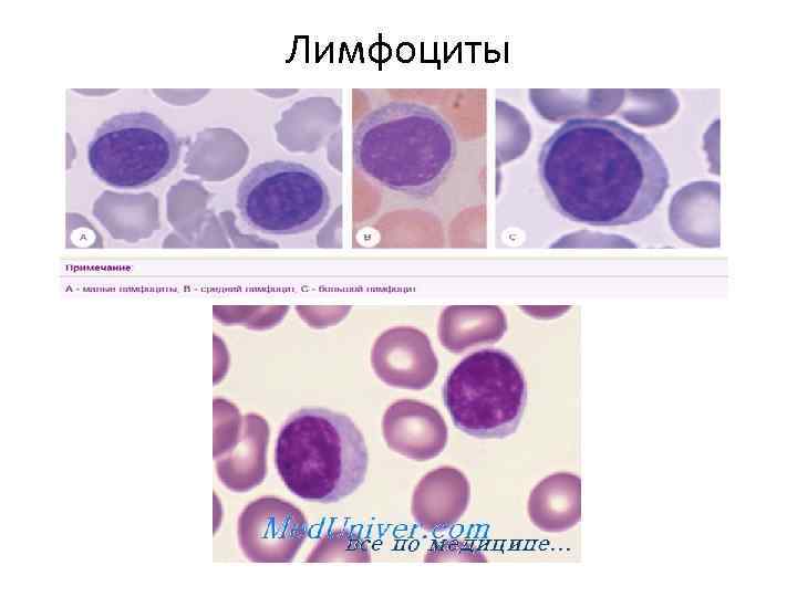 Лимфоциты 
