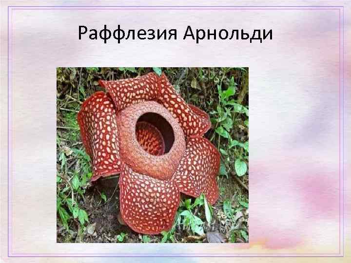 Раффлезия Арнольди 