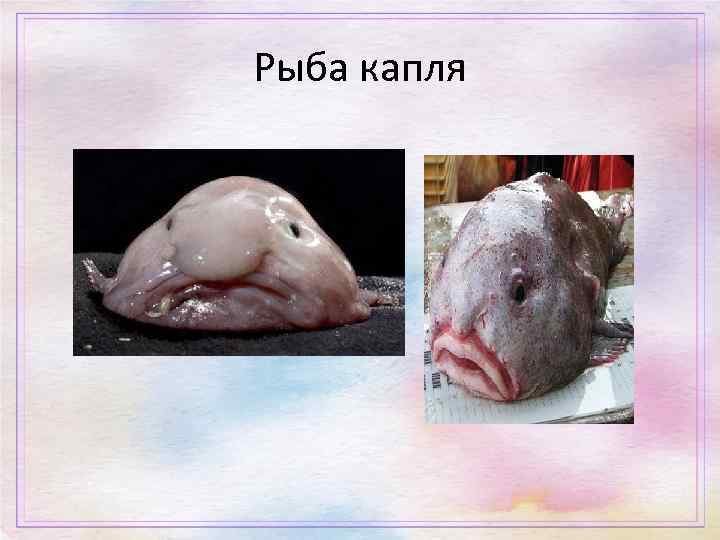 Рыба капля 