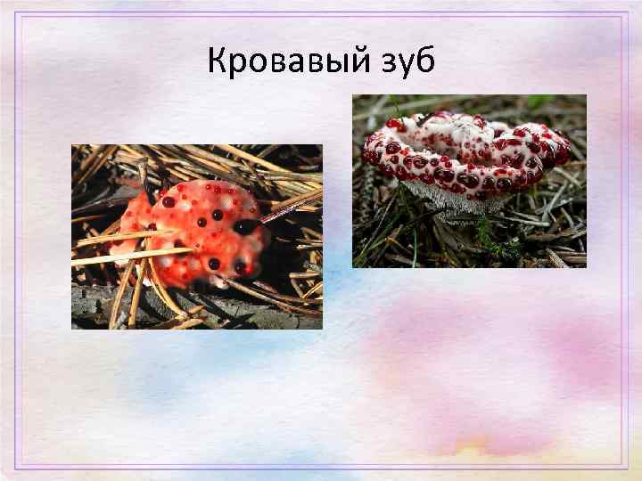 Кровавый зуб 