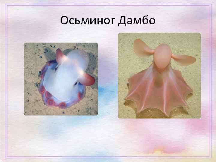 Осьминог Дамбо 