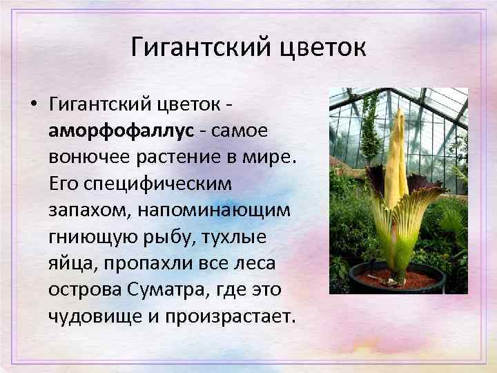 Гигантский цветок • Гигантский цветок - аморфофаллус - самое вонючее растение в мире. Его
