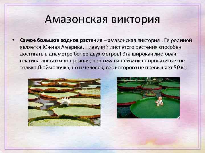 Амазонская виктория • Самое большое водное растение – амазонская виктория. Ее родиной является Южная