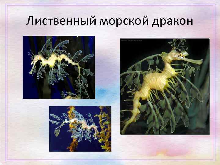 Лиственный морской дракон 