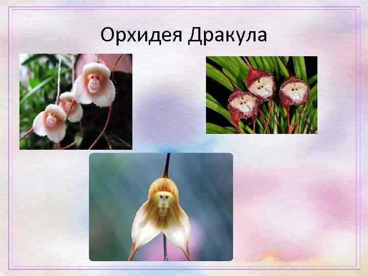 Орхидея Дракула 