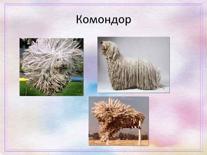 Комондор 