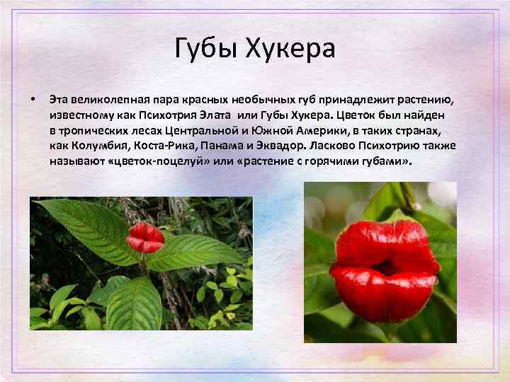 Губы Хукера • Эта великолепная пара красных необычных губ принадлежит растению, известному как Психотрия