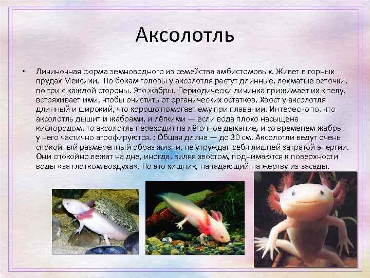 Аксолотль • Личиночная форма земноводного из семейства амбистомовых. Живет в горных прудах Мексики. По