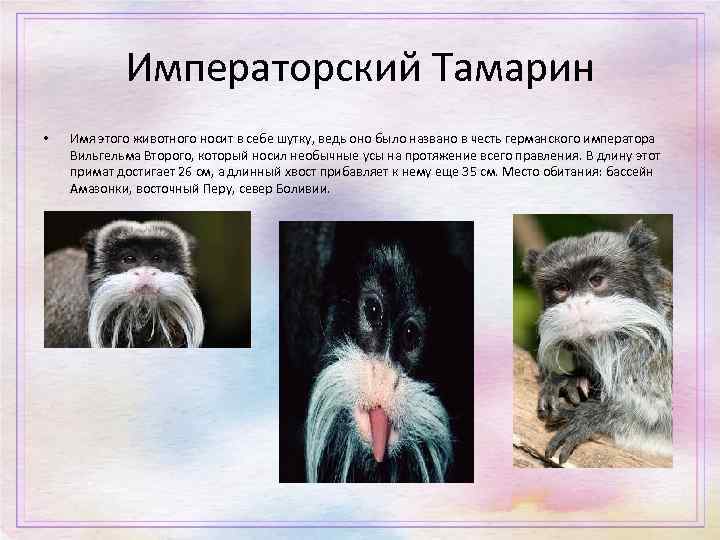 Императорский Тамарин • Имя этого животного носит в себе шутку, ведь оно было названо