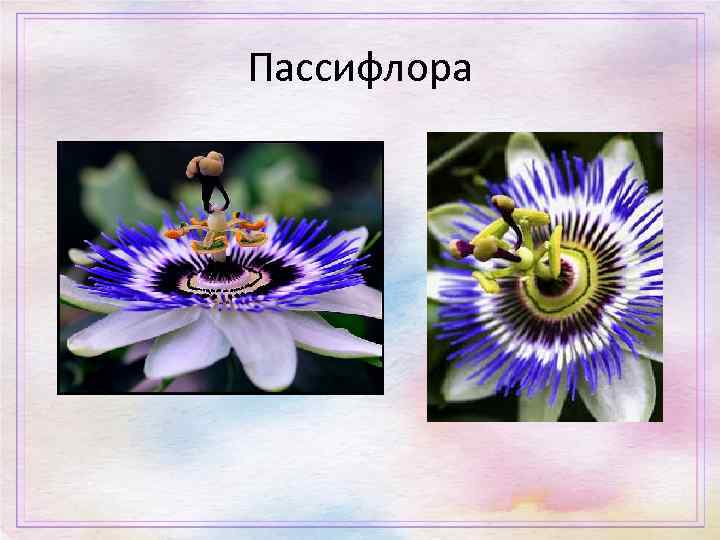 Пассифлора 