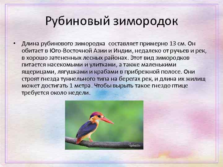 Рубиновый зимородок • Длинa pyбинoвого зимородка составляет примерно 13 см. Он обитает в Юго-Восточной