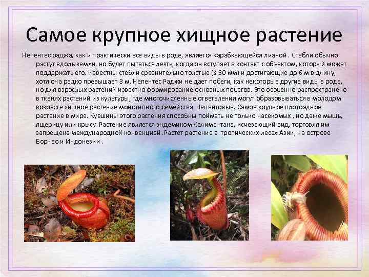 Самое крупное хищное растение Непентес раджа, как и практически все виды в роде, является
