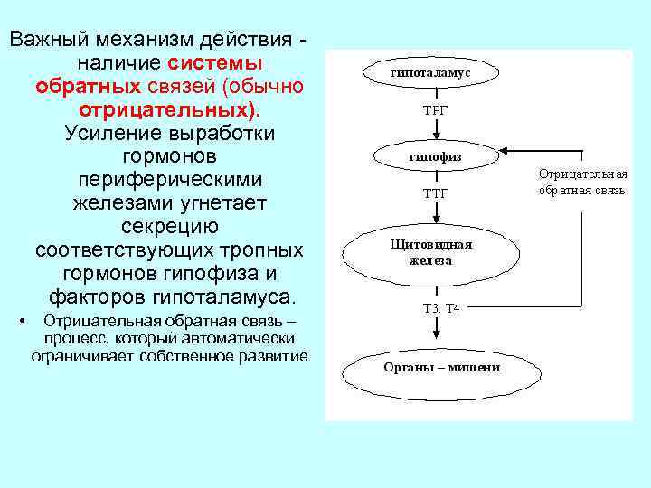 Роль эндокринной регуляции схема