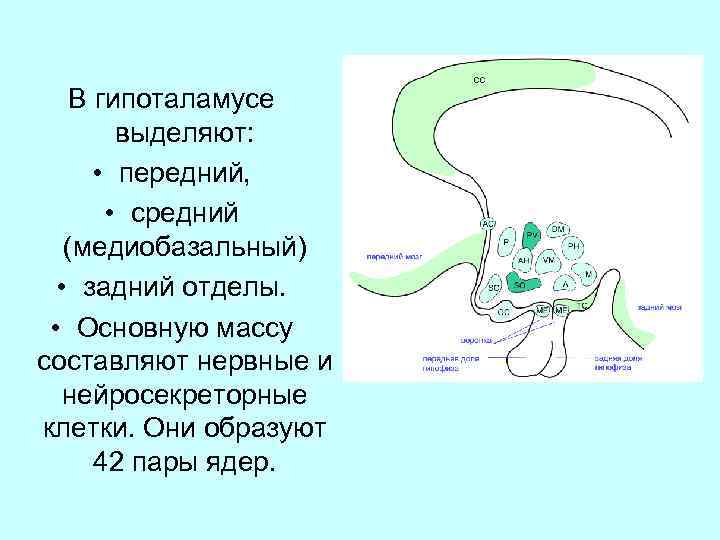 В гипоталамусе выделяют: • передний, • средний (медиобазальный) • задний отделы. • Основную массу