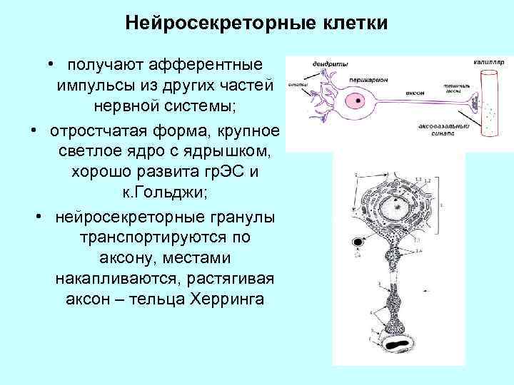 Нейросекреторные нейроны