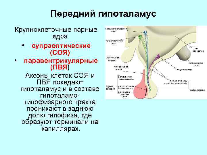 Передний гипоталамус Крупноклеточные парные ядра • супраоптические (СОЯ) • паравентрикулярные (ПВЯ) Аксоны клеток СОЯ