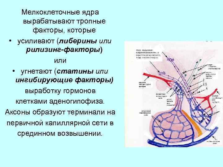 Мелкоклеточные ядра вырабатывают тропные факторы, которые • усиливают (либерины или рилизинг-факторы) или • угнетают